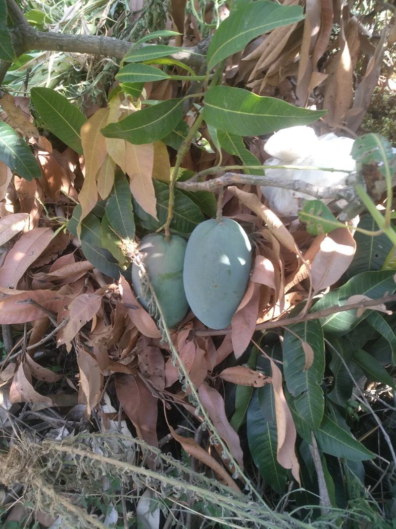 凯特攀枝花芒果大脸芒凯特光果白袋凯特黄袋凯特黄袋晒果