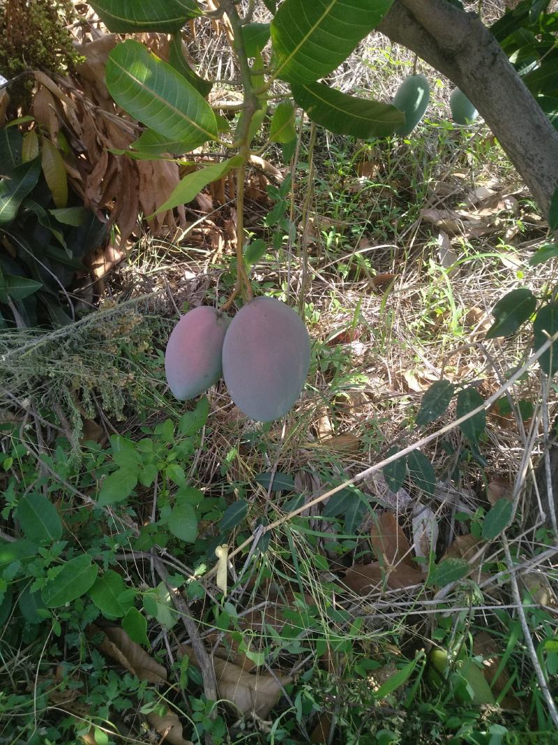 凯特攀枝花芒果大脸芒凯特光果白袋凯特黄袋凯特黄袋晒果