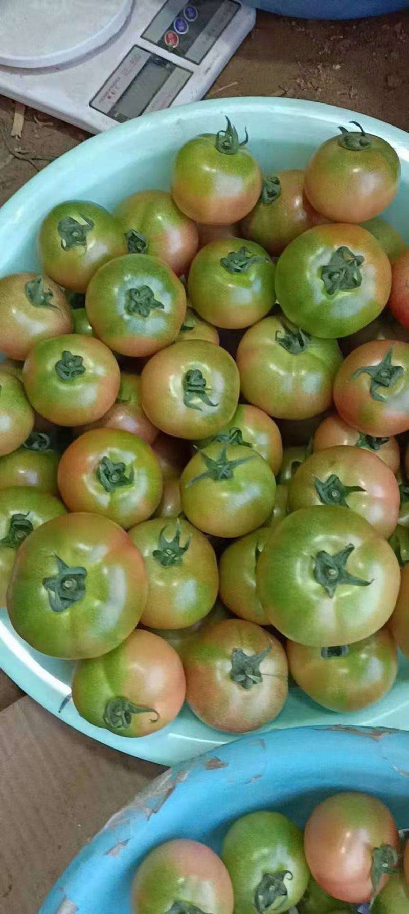 铁皮柿子草莓西红柿常年大量供货！！！！！