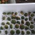 铁皮柿子草莓西红柿常年大量供货！！！！！