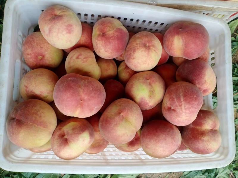 山东陆毛桃春雪大量上市品种齐全。支持全国物流发货一首货源