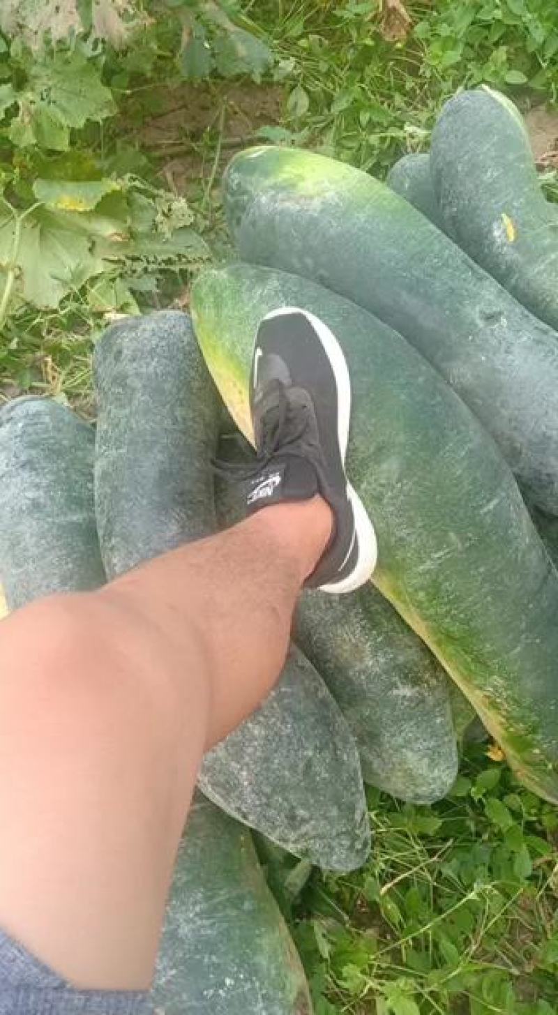 大量现货优质货源冬瓜代办包食宿小工配车服务齐全放心安心