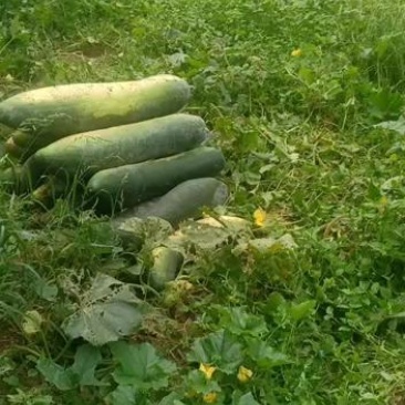 大量现货优质货源冬瓜代办包食宿小工配车服务齐全放心安心