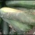 大量现货优质货源冬瓜代办包食宿小工配车服务齐全放心安心