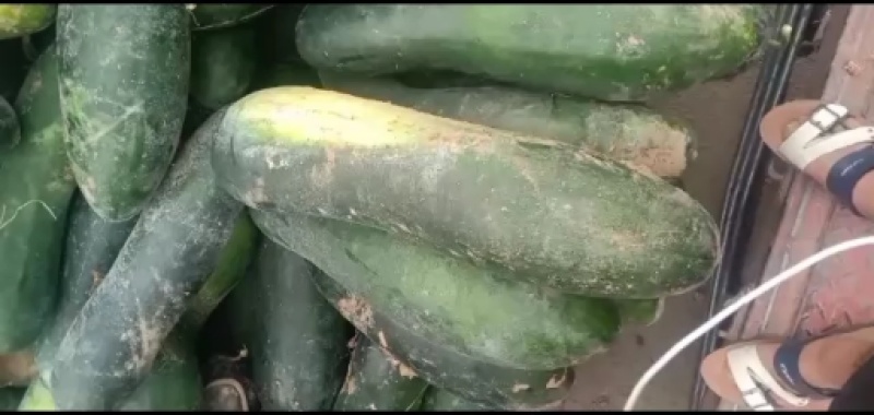 大量现货优质货源冬瓜代办包食宿小工配车服务齐全放心安心
