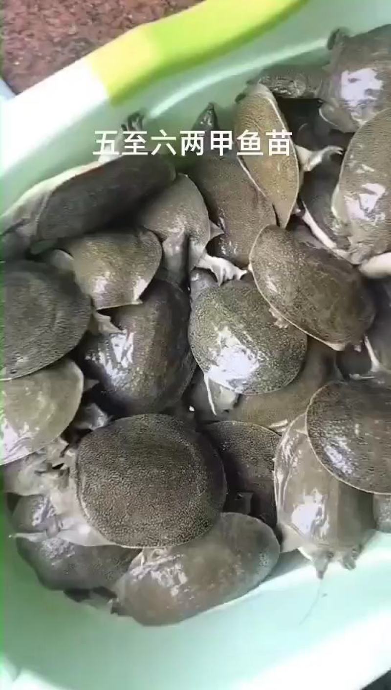 优质中华甲鱼苗，各种规格大小都有，基地直供