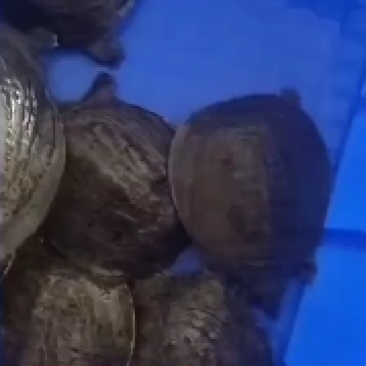 优质中华甲鱼苗，各种规格大小都有，基地直供