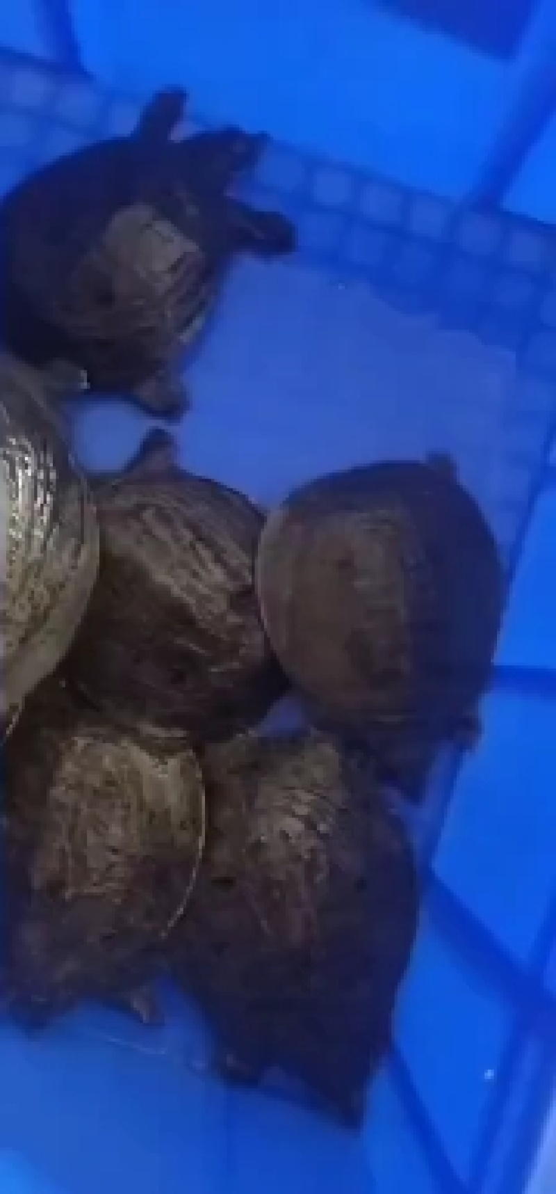 优质中华甲鱼苗，各种规格大小都有，基地直供