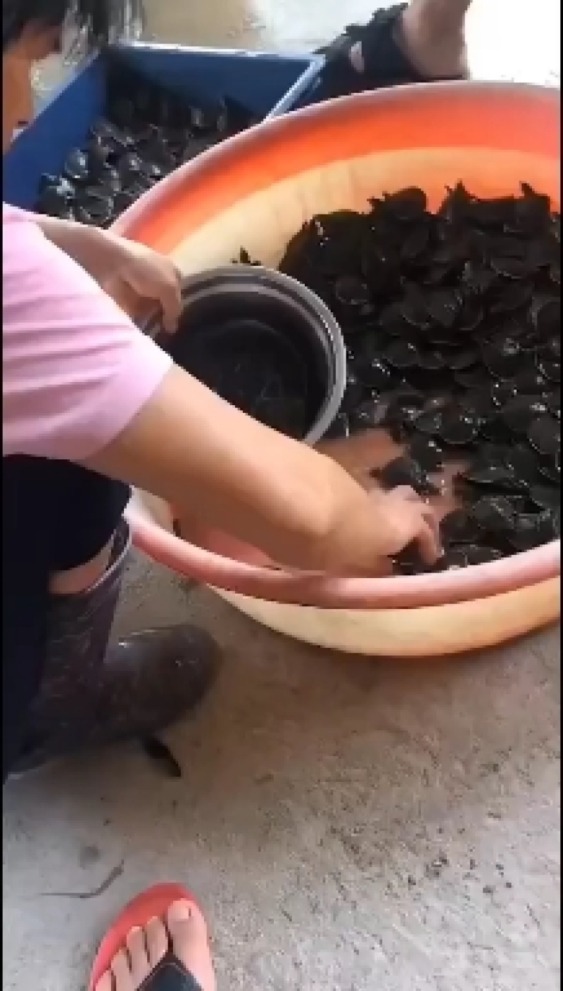 优质中华甲鱼苗，各种规格大小都有，基地直供