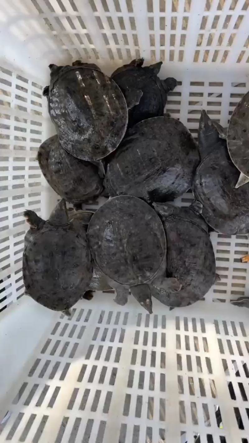 优质中华甲鱼苗，各种规格大小都有，基地直供