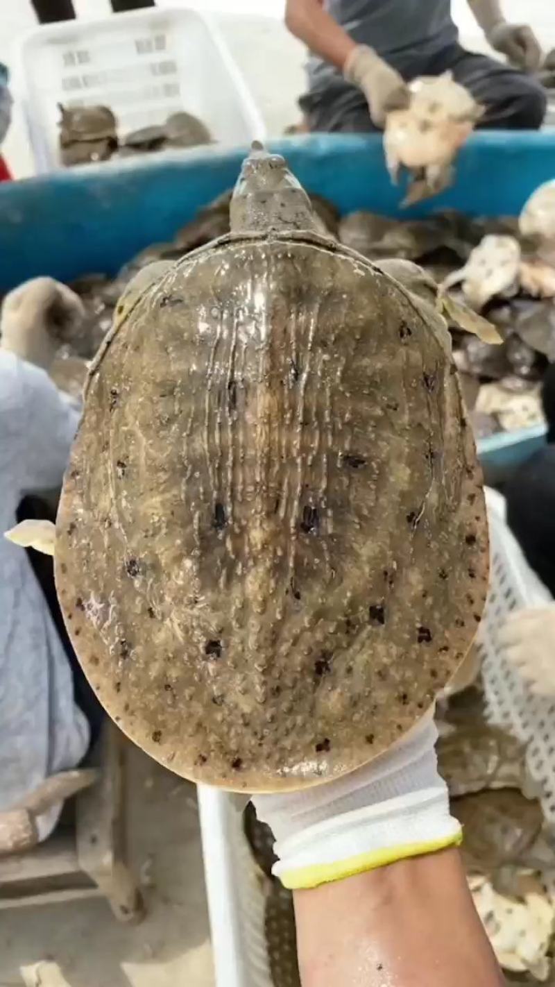 优质中华甲鱼苗，各种规格大小都有，基地直供