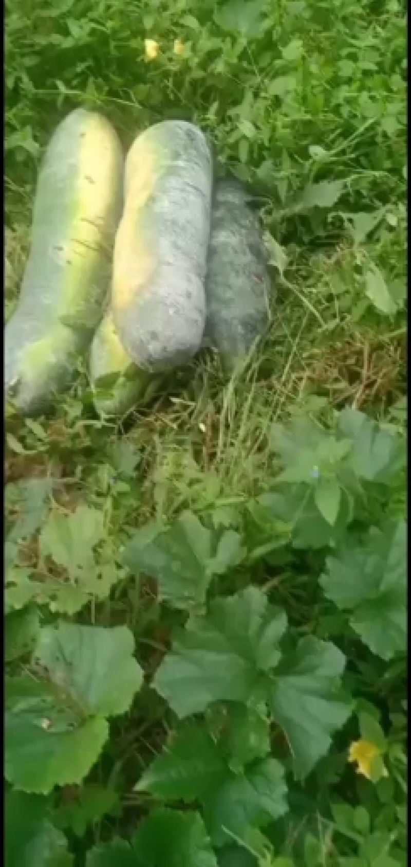 黑皮冬瓜基地直发对接各大市场商超加工厂