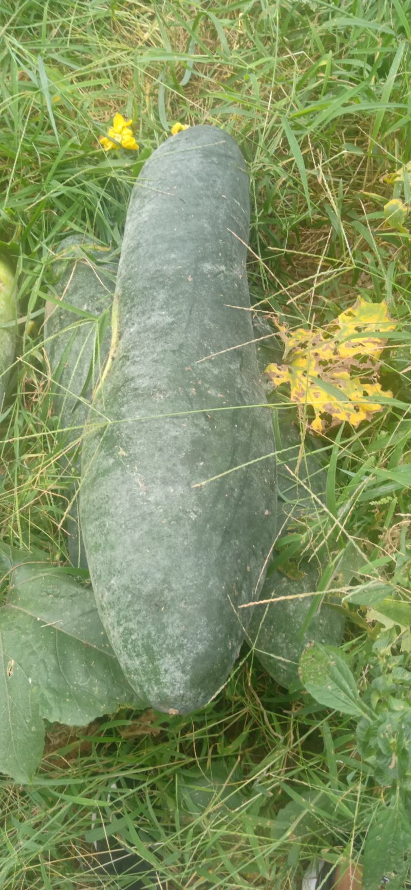 黑皮冬瓜基地直发对接各大市场商超加工厂
