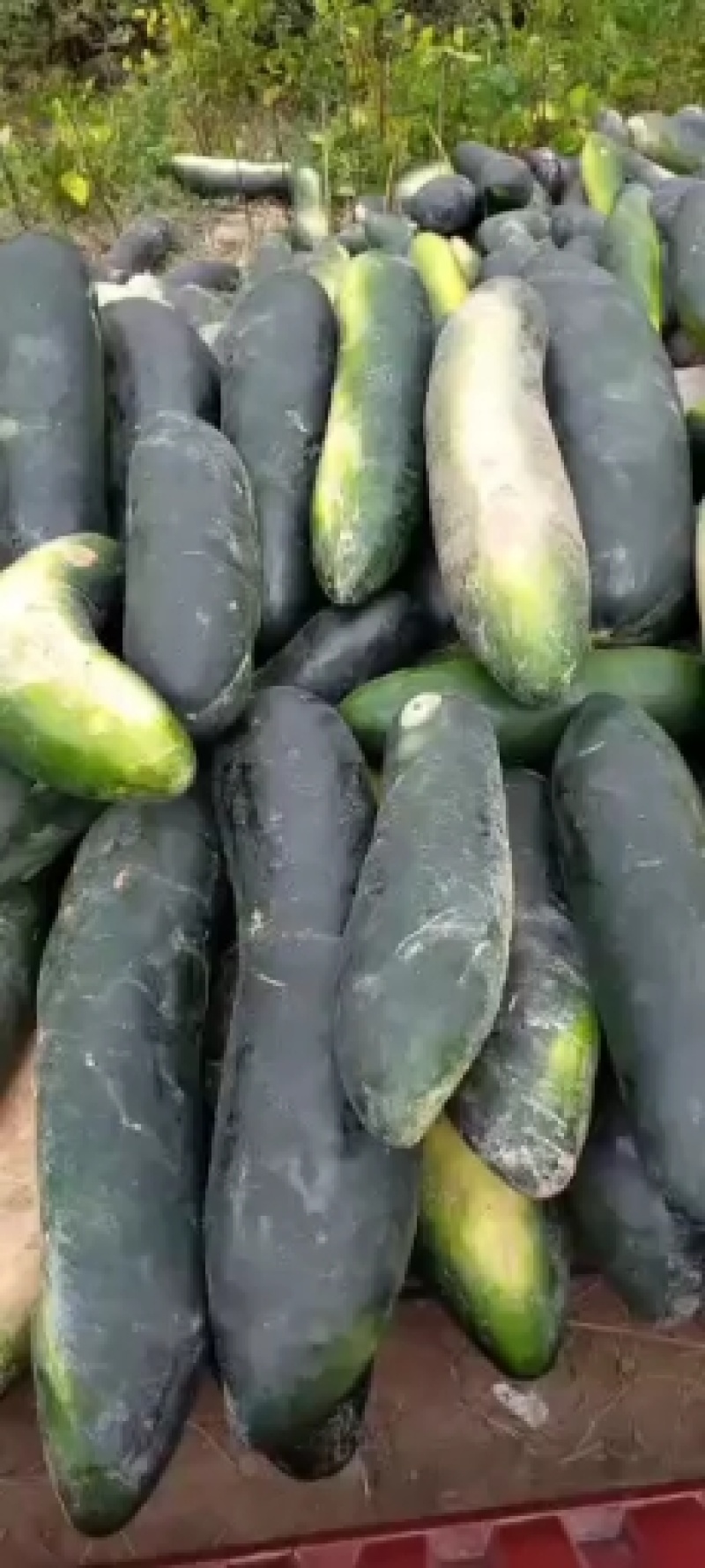 黑皮冬瓜基地直发对接各大市场商超加工厂