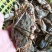 花蟹，母蟹，速冻母蟹。每天码头刚上岸，不适合运输，速冻