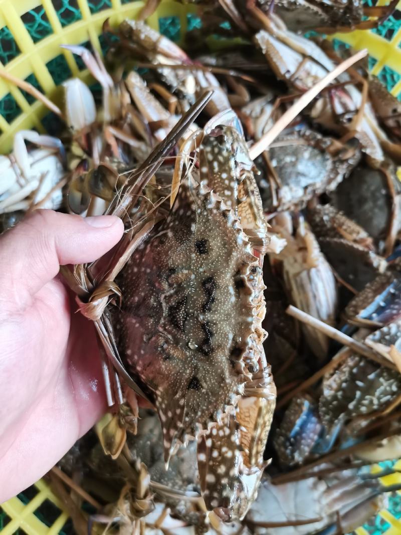 花蟹，母蟹，速冻母蟹。每天码头刚上岸，不适合运输，速冻