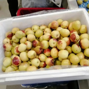 大荔冬枣