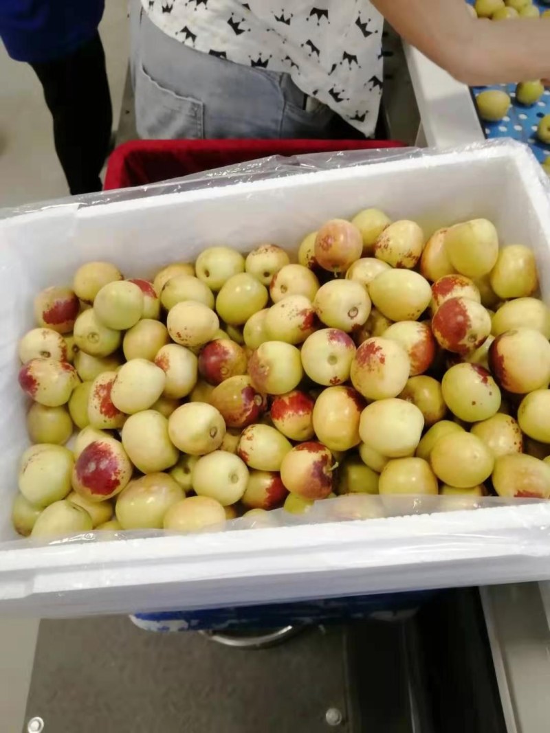 大荔冬枣