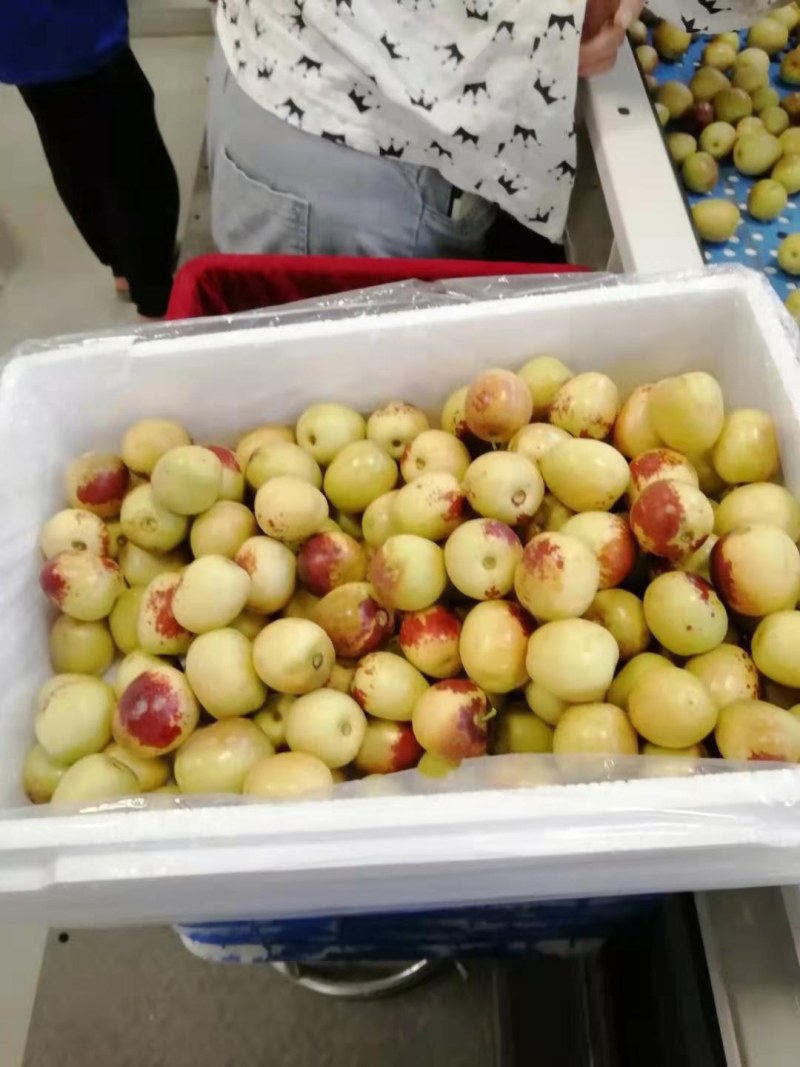 大荔冬枣