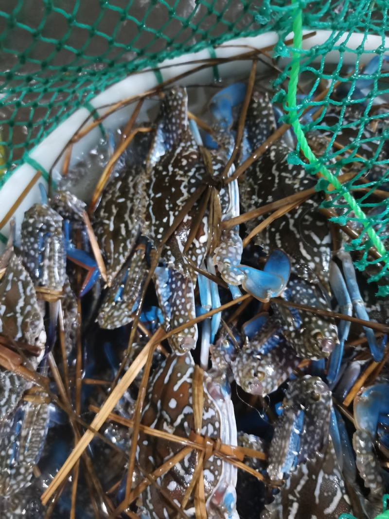 兰花蟹，浅网大花蟹，大中小规格，当天上岸适合空运水车运输