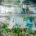 生态有机大空莲蓬每天现摘现卖