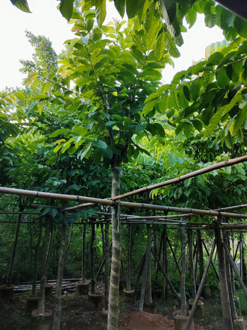 大叶紫薇8公分袋苗，苗基地多种规格大量低价供应