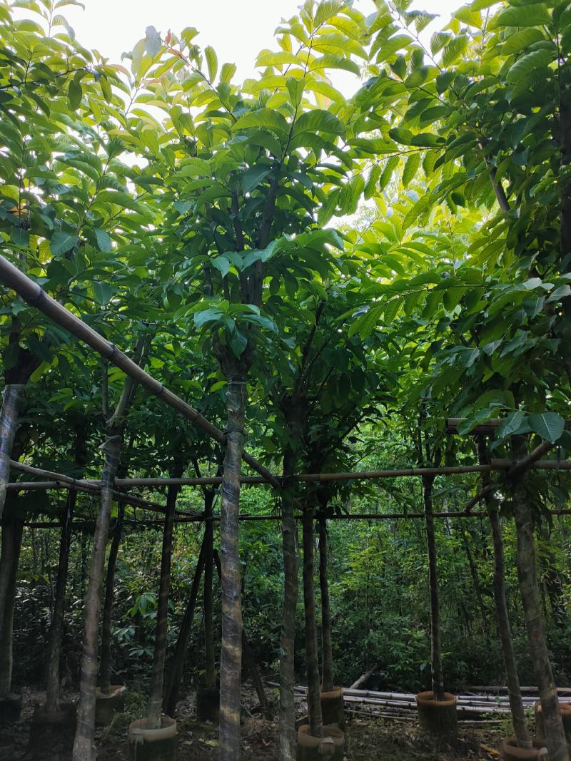 大叶紫薇8公分袋苗，苗基地多种规格大量低价供应