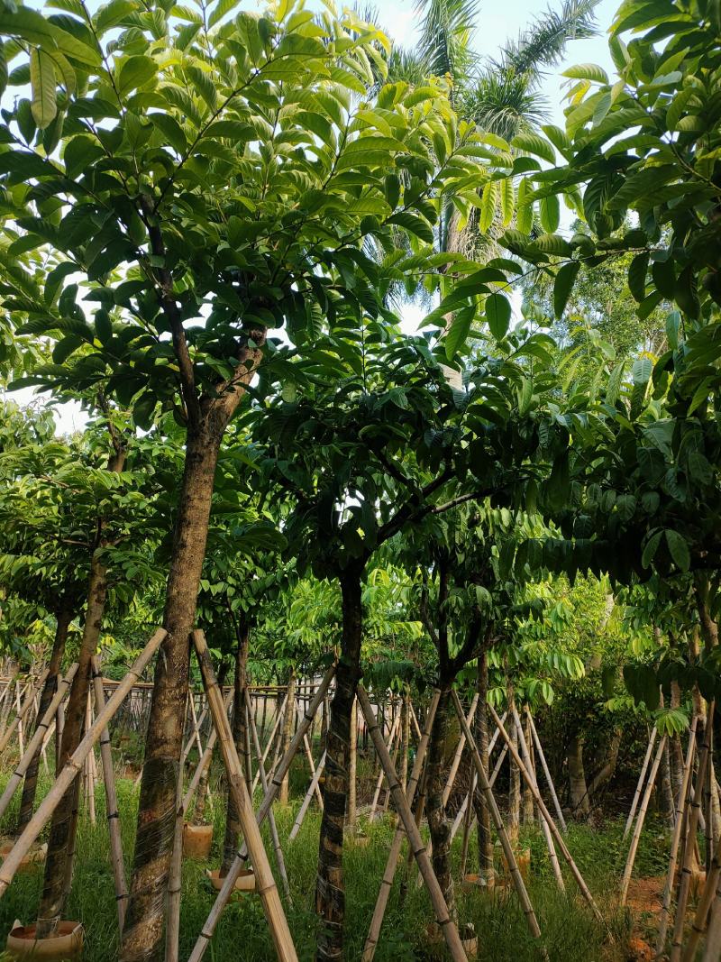 大叶紫薇8公分袋苗，苗基地多种规格大量低价供应