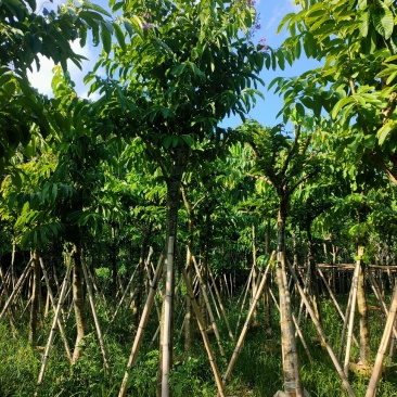 大叶紫薇8公分袋苗，苗基地多种规格大量低价供应