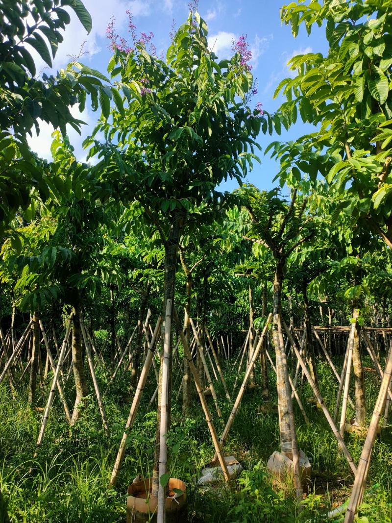 大叶紫薇8公分袋苗，苗基地多种规格大量低价供应
