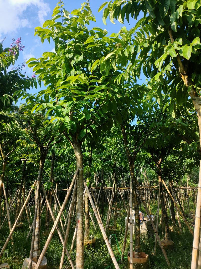 大叶紫薇8公分袋苗，苗基地多种规格大量低价供应