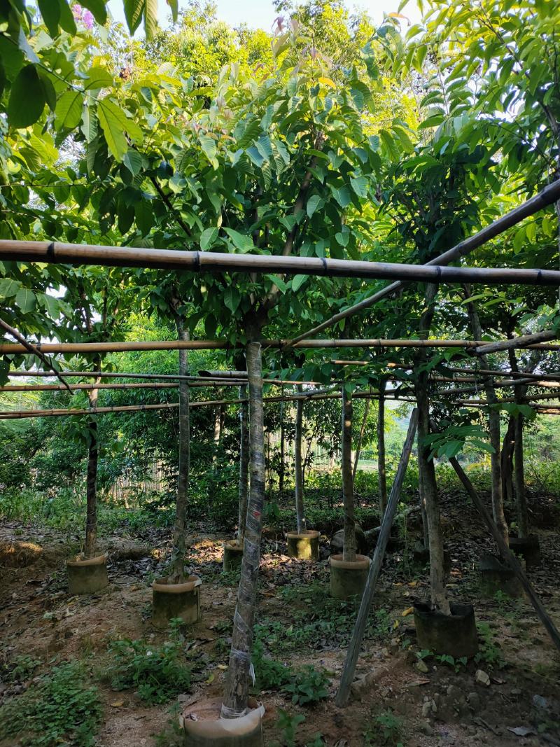 大叶紫薇8公分袋苗，苗基地多种规格大量低价供应