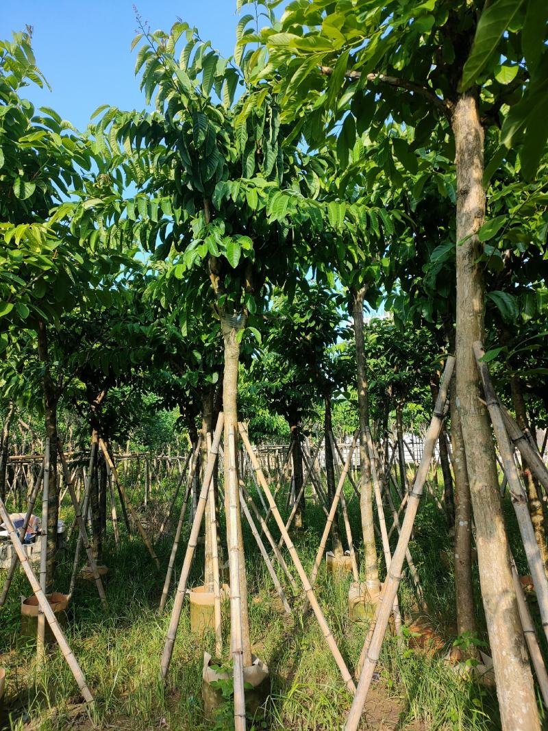 大叶紫薇8公分袋苗，苗基地多种规格大量低价供应