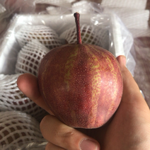 大荔特色彩虹梨，大量上市预定从速，供货量大