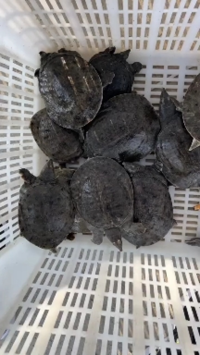 5-8两专供麻辣甲鱼，卤甲鱼，甲鱼苗，优质外塘苗批发包邮
