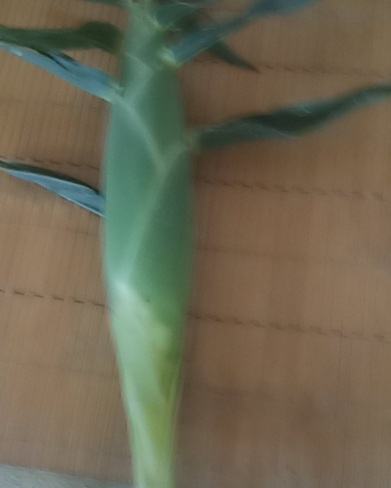 水果玉米