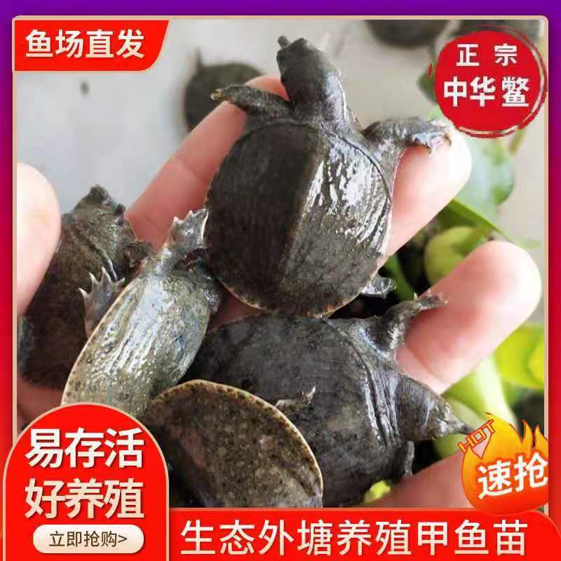 外塘中华鳖，甲鱼苗规格齐全，基地直供批发包邮