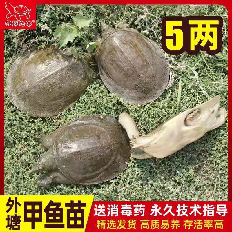 中华鳖鱼，甲鱼大小规格齐全，基地直供批发包邮，包成活
