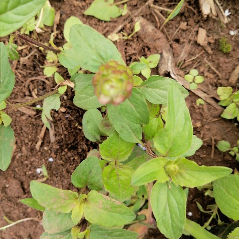 云南自然晒干无硫野生夏枯草花茶花草茶药食同源云南天然植物