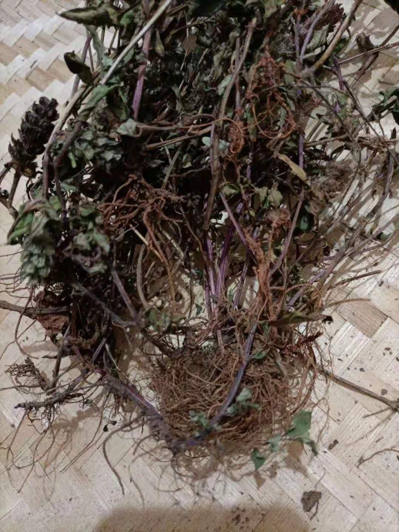 云南自然晒干无硫野生夏枯草花茶花草茶药食同源云南天然植物