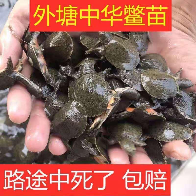 外套塘冷水甲鱼苗，支持全国发货，包成活，养殖基地批发包邮