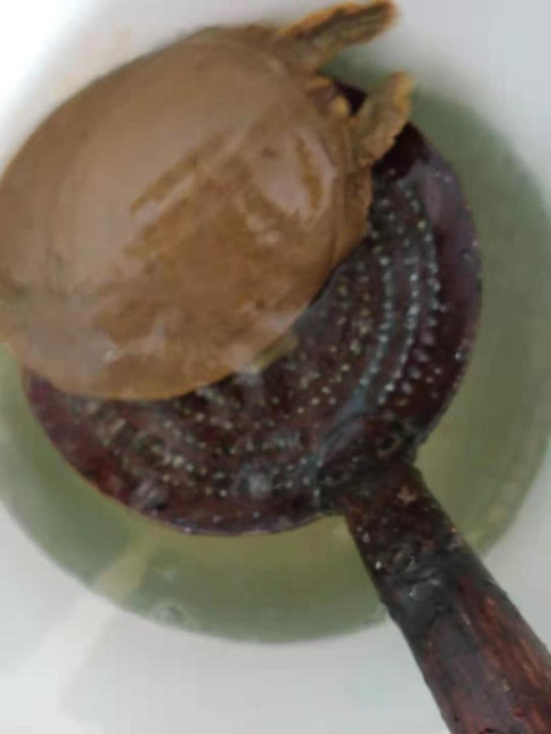 甲鱼