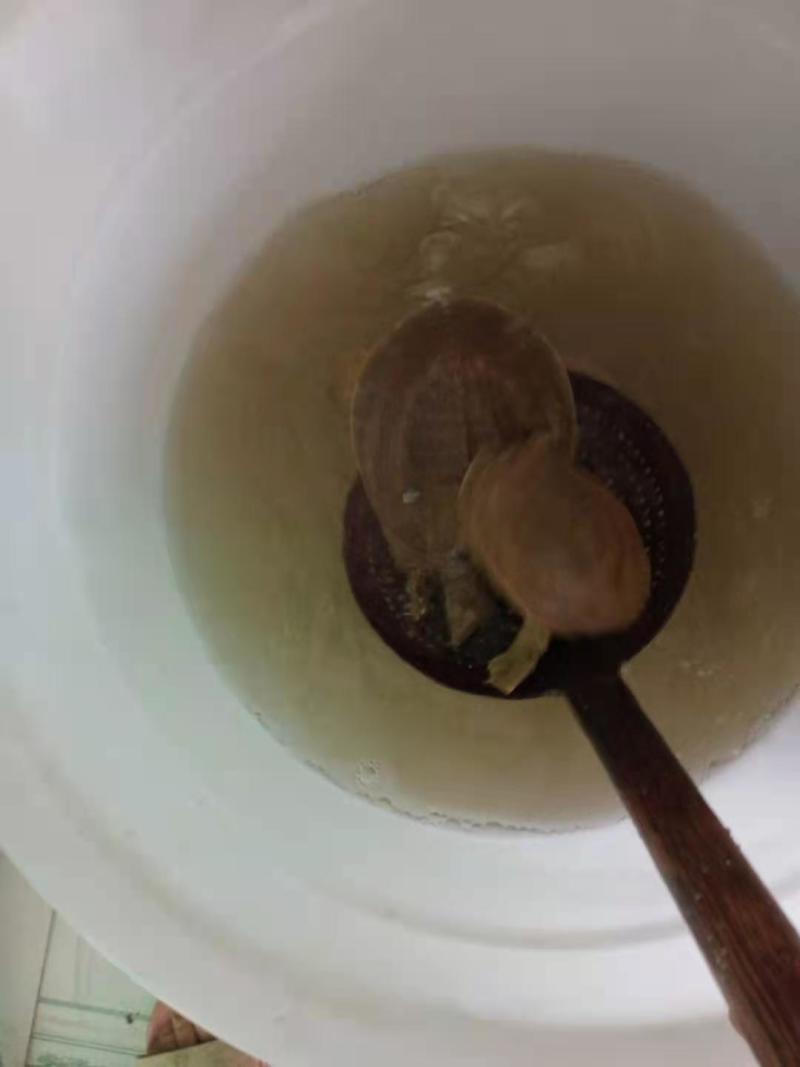 甲鱼