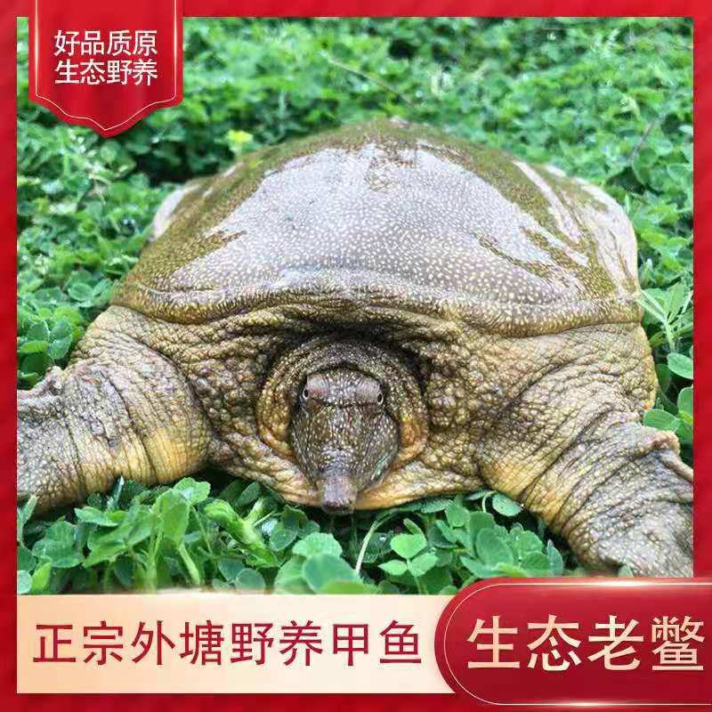 甲鱼苗，中华鳖，快递包邮到家，量大支持送货上门，包存活
