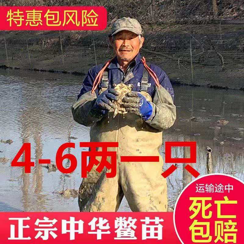 甲鱼苗，中华鳖，快递包邮到家，量大支持送货上门，包存活