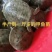甲鱼苗，中华鳖，快递包邮到家，量大支持送货上门，包存活