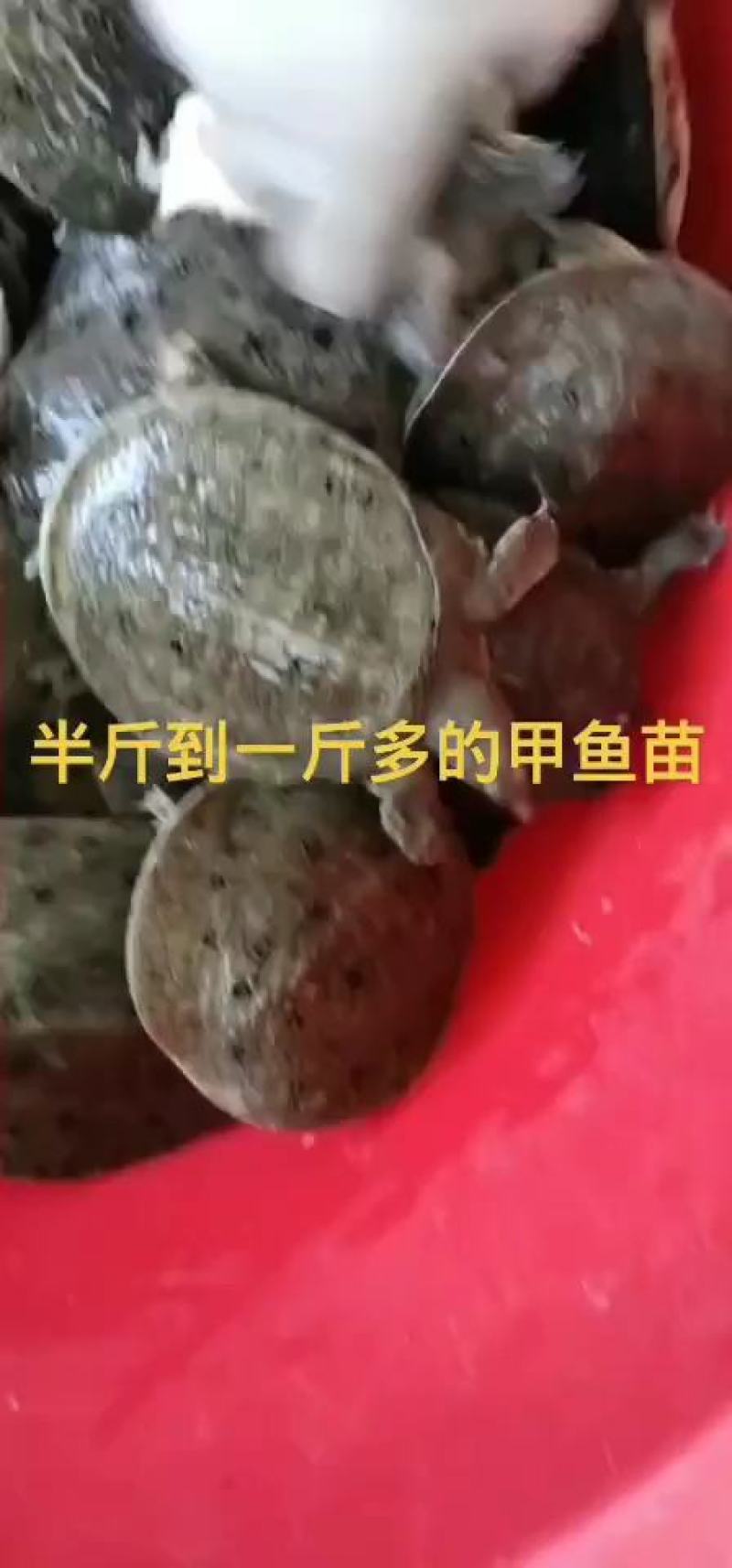 甲鱼苗，中华鳖，快递包邮到家，量大支持送货上门，包存活