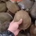 外塘冷水甲鱼苗，规格齐全，量大从优，包运输，包存活