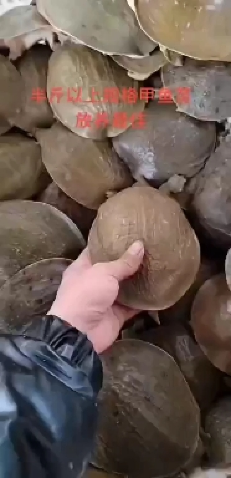 外塘冷水甲鱼苗，规格齐全，量大从优，包运输，包存活