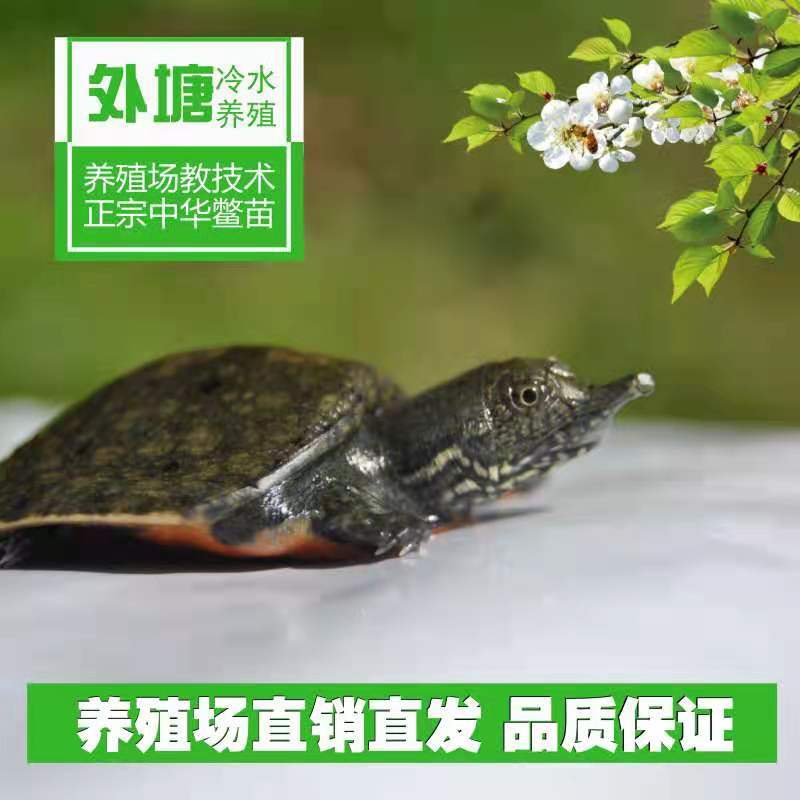 5-8两专供麻辣甲鱼，卤甲鱼，甲鱼苗，基地直供批发包邮